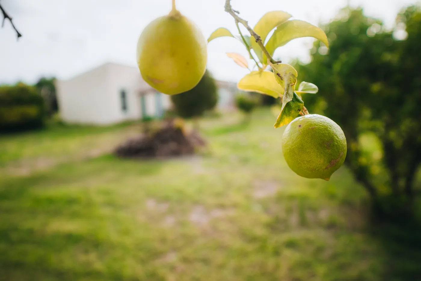 Zitronen am Baum vor dem unscharfen Haus