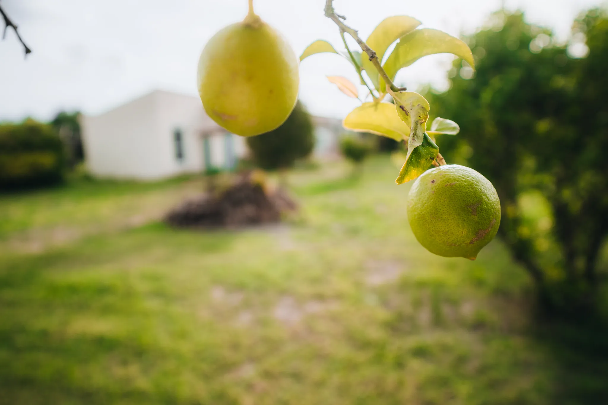 Zitronen am Baum vor dem unscharfen Haus – Finca Mallorca