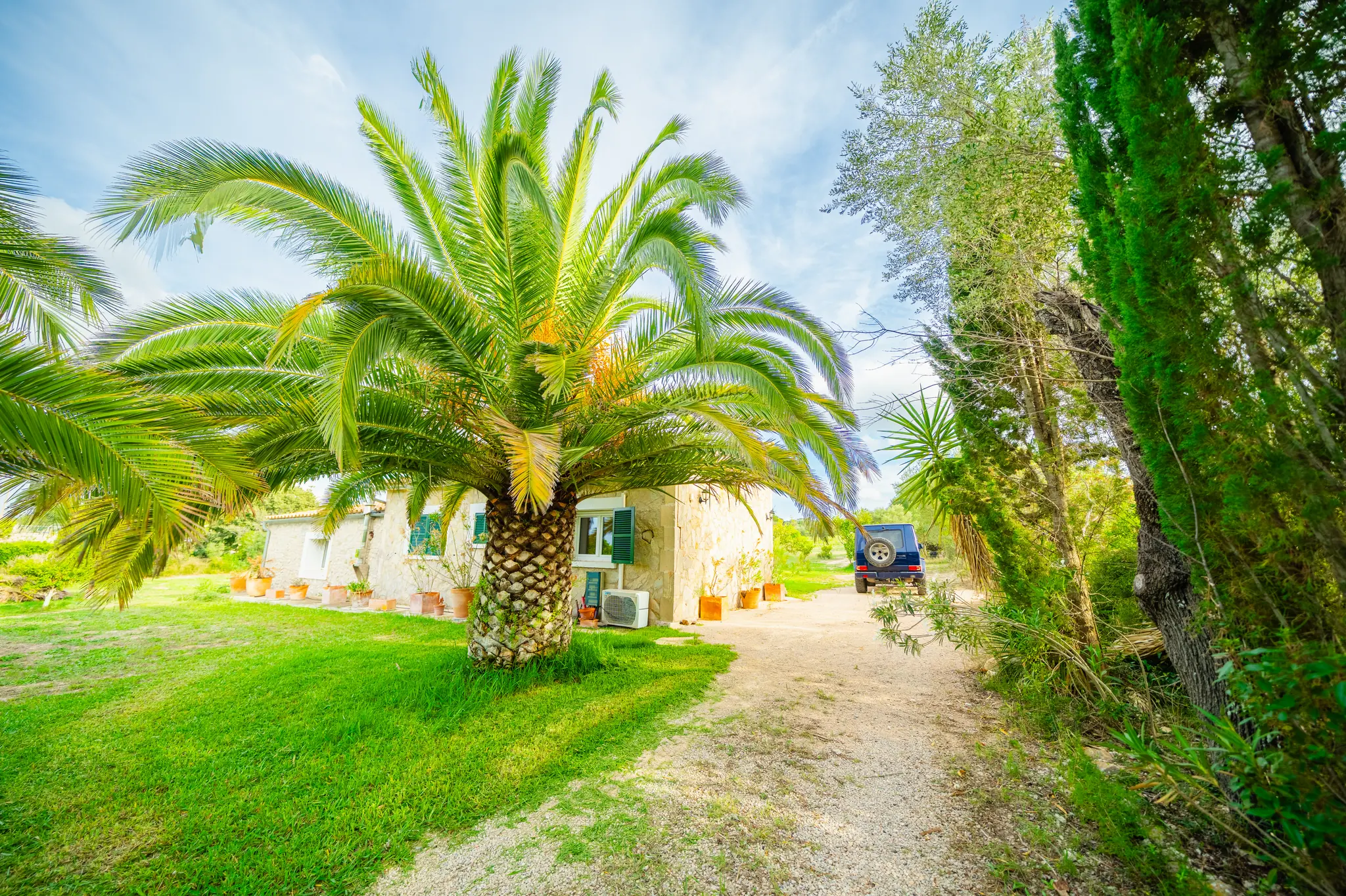 Hohe Palme vor dem Natursteinhaus – Finca Mallorca